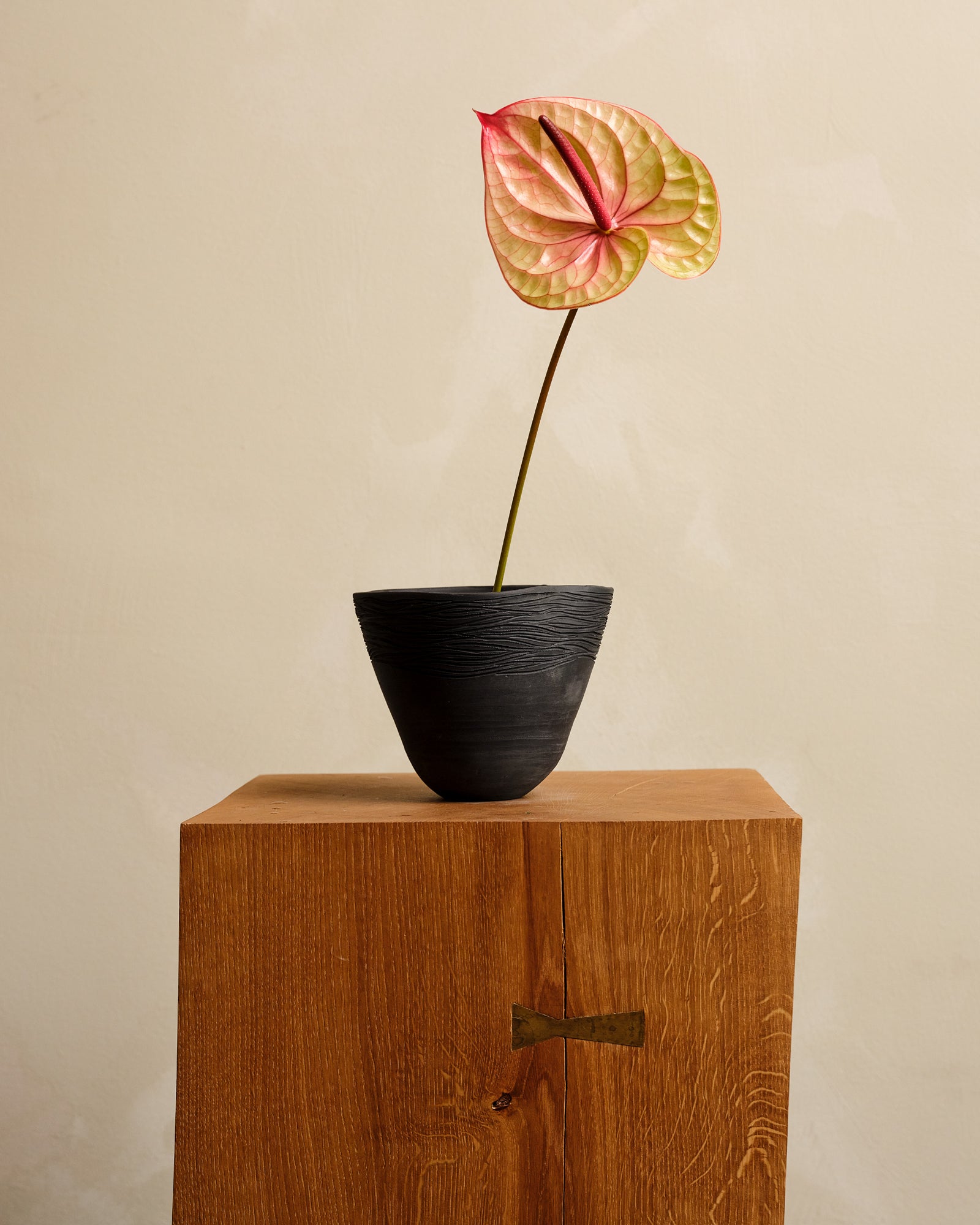 Potted plant with a colorful leaf on a wooden surface against a beige background